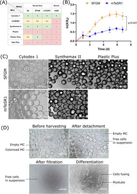 Attachment promoting compounds significantly enhance cell proliferation and purity of bovine satellite cells grown on microcarriers in the absence of serum